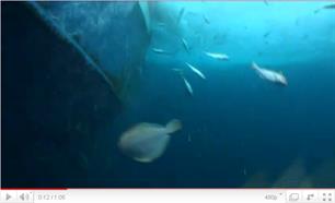 Schokkend: ongewenste vissen (video)