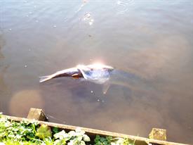 Snoek pakt graskarper en plug