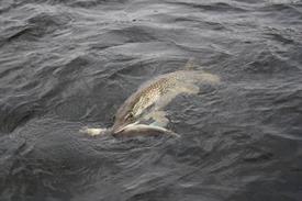 Snoek pakt maatse snoekbaars