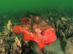 Snotolf in paaikleed