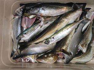 Soorten komen en soorten gaan : De opmars van de Noorse zeebaars