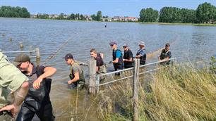Sportvisserij redt vissen in overstroomd Limburg (video)