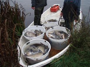Sportvissers tellen vissen in het Leijsenven in Boxtel