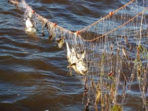 Staande netten verboden langs kust Veere