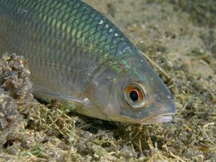 Stoere blankvoorn kiest de luwte