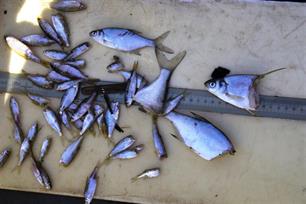 STOWA excursie visvriendelijke gemalen