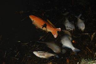 Tientallen vissen dood gevroren in ijs vijver