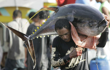 Recyclen Grijpen Uitrusten Sportvisserij Nederland - Over een paar jaar is alle tonijn in de zee  gewoon op