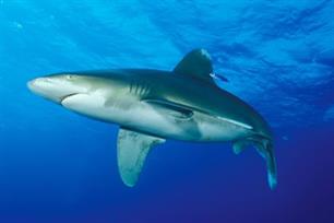 Totaal verbod op afsnijden haaienvinnen in EU