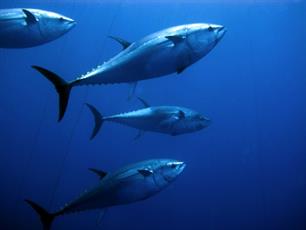 Tuna Wars : Verbeten strijd om de tonijn