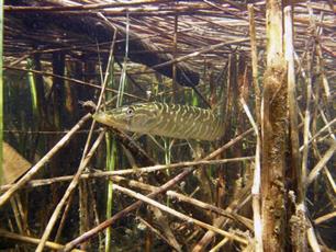Uitgelicht - Leven onder water