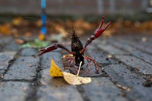 Uitheemse rivierkreeften: systematische aanpak vereist, de sportvisserij ondersteunt