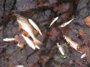 Veel dode vissen in Groenendaal in Heemstede