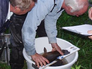 Verenigingen halen visstandgegevens boven water in de Week van de Brabantse Vissen