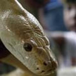 'Verse vis' blijkt 1,4 ton levende slangen