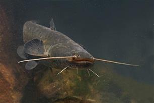 Vis steeds belangrijker voor waterschappen