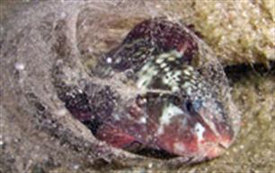 Vis weeft klamboe tegen parasieten
