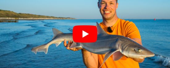 VISblad TV - haaien vanaf het strand (video)
