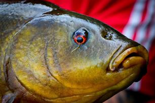 VISblad TV - methodfeederen op zeelt