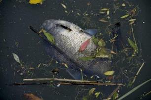 Vissen dood door vervuild water