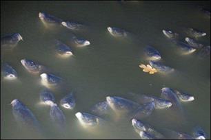 Vissen happen massaal naar lucht