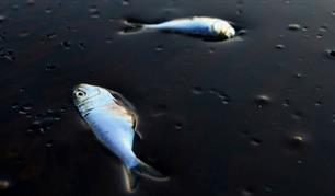 'Vissen in VS dood door vloeistoffen schaliegasboring'