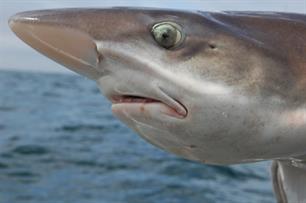 Vissen op gladde en ruwe haai bij Sharkatag
