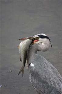 Vissen zijn geen mensen : Pijn en stress bij vissen, een gevoelig onderwerp