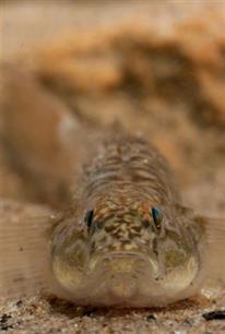 Vissenatlas Noord-Brabant : Wateren Brabant herbergen unieke visstand