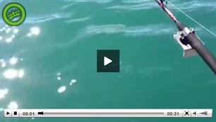 Visser vangt heilbot met verrassing (video)