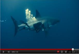 Visserij veroorzaakt snelle afname haaienstand