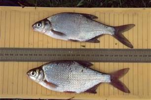 Visserijkundig Onderzoek in Voorthuizen en Boxtel 