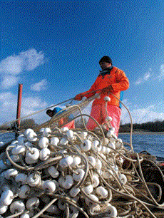 Visstandbeheercommissies: vertrouwen als basis voor een duurzame visserij