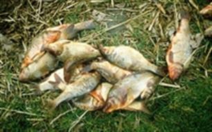 Vissterfte bij visplas Kienenhoef