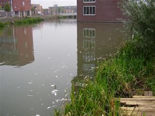 Vissterfte in Langerakgracht Leidsche Rijn
