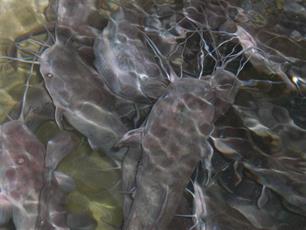 Visteelt en dierenwelzijn : Internationaal onderzoek naar visvriendelijke aquacultuur