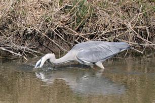 Vliegvissen: de wilde natuur van de Biesbosch