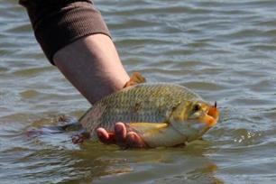 Vliegvissen: klein maar fijn in de gesloten tijd