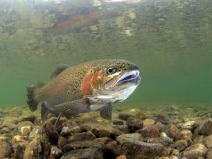 Vliegvissen - regenboogforel in Geestmerambacht
