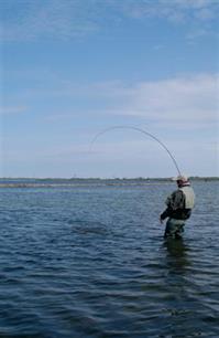 Vliegvissen: vliegen met de Franse slag