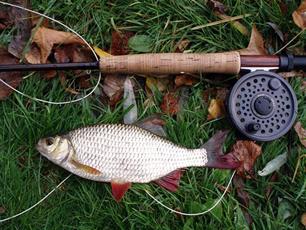 Vliegvissen - Vliegen... Vangen... Vissen...