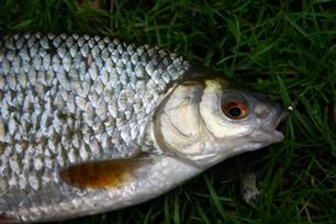 Vliegvissen - Wintervoorn met de vlieg