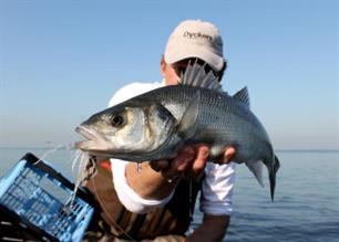 Vliegvissen - zeebaars aan de vliegenlat!