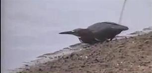 Vogel vist als mens (video)