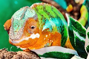 Voorwoord; Splitters en lumpers