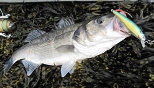 Vuurdoop - de kameleonplug