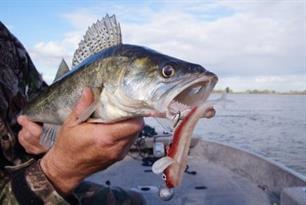 Vuurdoop - Goby snack