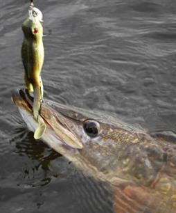 Vuurdoop - Kermit de kikker