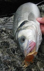 Vuurdoop: zeebaarskriebels? Krabben!