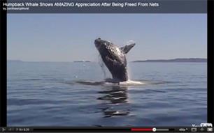 Walvis doet vreugdedans na reddingsactie (video)